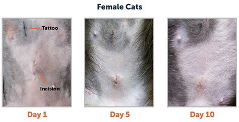 healed spay incision cat|Cat Spay Incision Healing Process Pictures – [Vet Explains Pets]